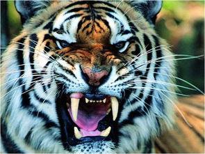 四虎556在线视频,热门内容背后的故事与影响