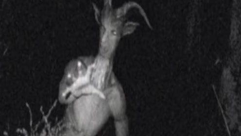 欧美最新恐怖在线视频,午夜幽灵，揭秘恐怖真相