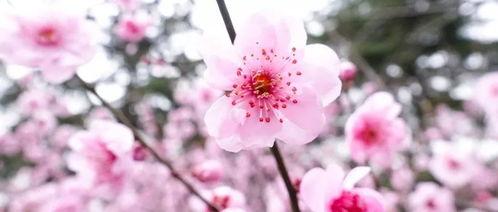 春风吹朗诵在线视频